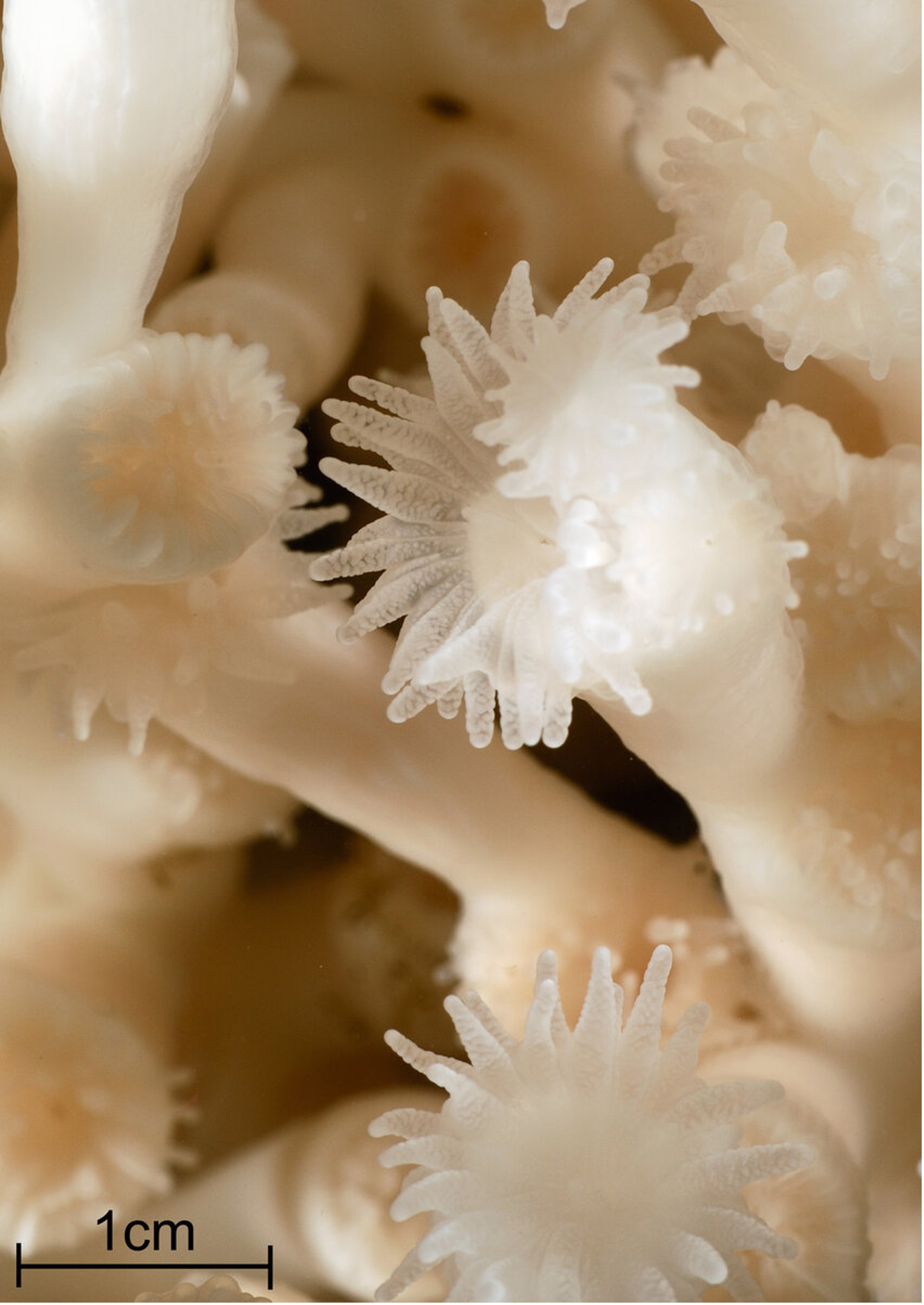 Coral in Nova Scotia. No Way! — BACK TO THE SEA